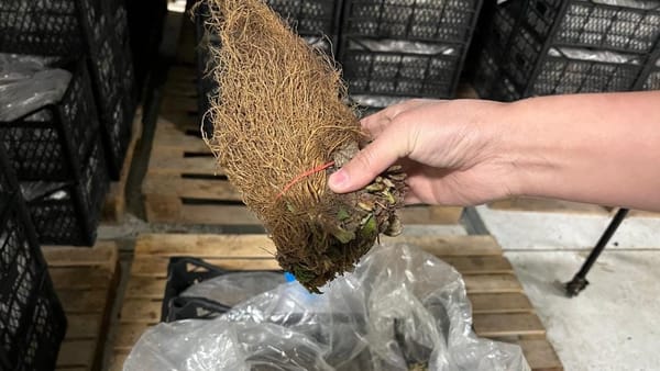 В КР пытались незаконно ввести 49 тонн саженцев земляники – ущерб почти 1.5 млн сомов изображение публикации