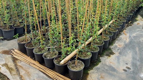 Баткенская область поставит в Монголию саженцы абрикоса и миндаля изображение публикации