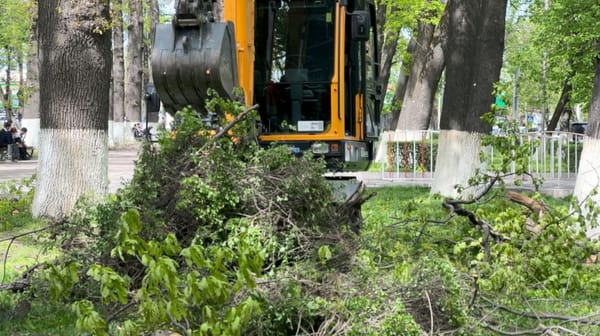 Сотрудники «Бишкекзеленстроя» выкорчевали живую изгородь около здания ГКНБ – с какой целью? изображение публикации