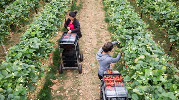 Минсоцтруда предупреждает о поддельных предложениях о работе в Европе изображение публикации