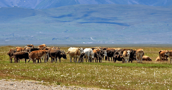 Более 7.2 тысячи фермеров КР получили 913 млн сомов льготных кредитов для поддержки молочного сектора изображение публикации