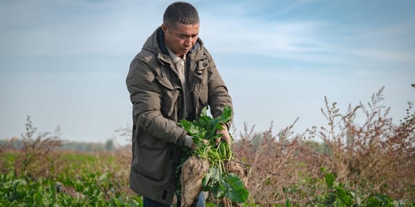 «Свекла как младенец»: фермер Адыл Асылбашев — о том, как вырастить урожай и не уйти в минус изображение публикации