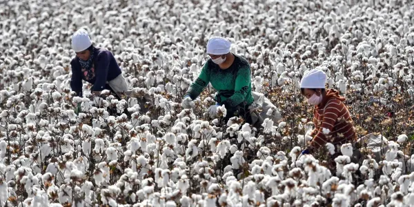 В Кара-Сууйском районе собрали почти 5 тысяч тонн хлопка