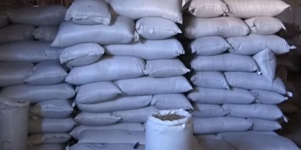 Регионы КР получат 173 тысячи кг семян для улучшения 9.6 тысячи га малопродуктивных пастбищ изображение публикации