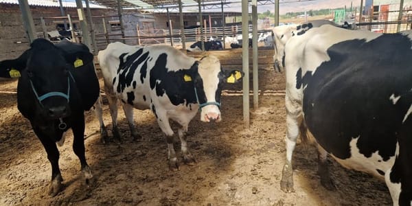 В Кыргызстане проходят тренинги по искусственному осеменению скота изображение публикации