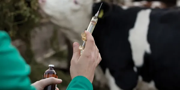 В Кыргызстане за 9 месяцев обработали почти 18 млн сельхозживотных изображение публикации