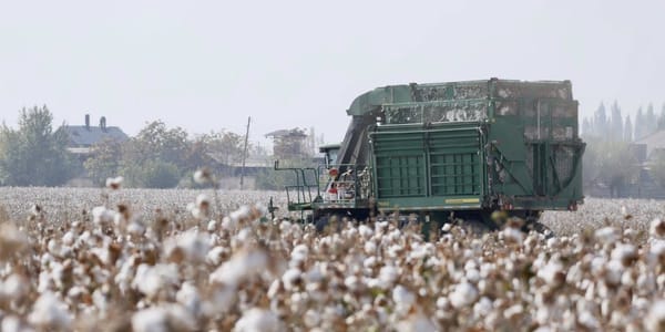 Фермеры Аравана удвоили урожайность хлопка благодаря капельному орошению – Минсельхоз изображение публикации