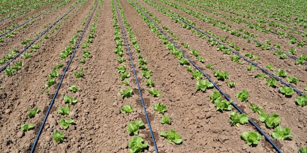 В Кызыл-Туу перешли на капельное орошение — фермеры смогут экономить воду и электричество изображение публикации