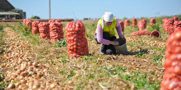 В КР завершается уборочная кампания: собрано 1.8 млн тонн зерна и 790 тысяч тонн овощей изображение публикации