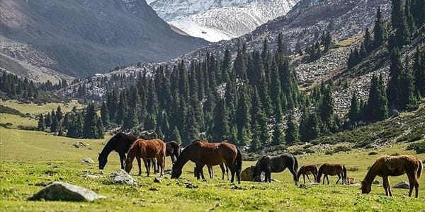 Животноводам КР выданы льготные кредиты на 187.6 млн сомов изображение публикации