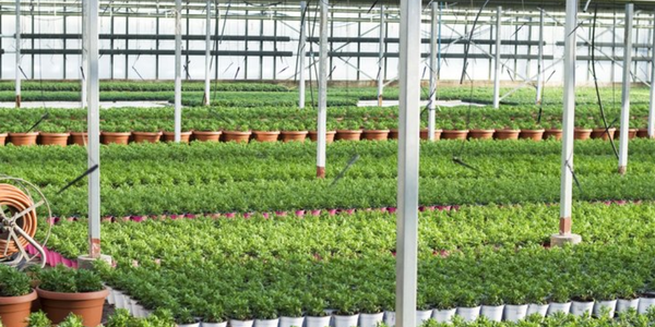 Семеноводство и питомники КР получили 3.15 млн сомов льготных кредитов изображение публикации