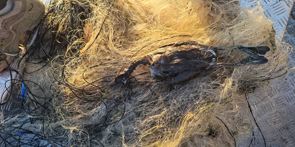 Рейд инспекторов на озере Иссык-Куль: обнаружена и уничтожена незаконная рыболовная сеть длиной 400 м