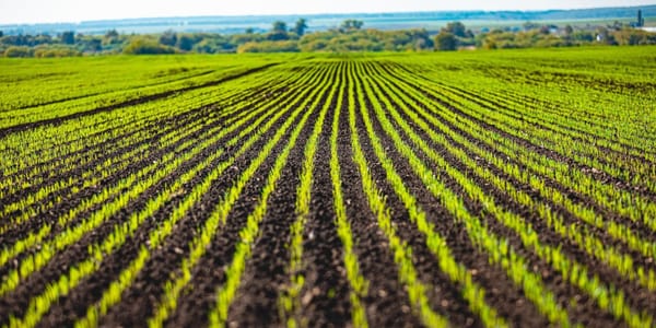 Кабмин утвердил меры по подготовке к севу озимых культур под урожай 2026 года изображение публикации