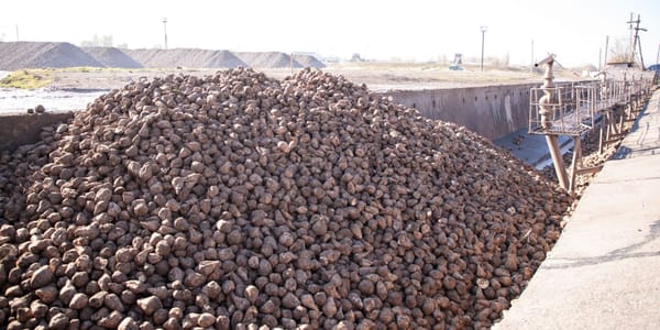 На пунктах приема сахарной свеклы в КР внедрили электронную очередь изображение публикации