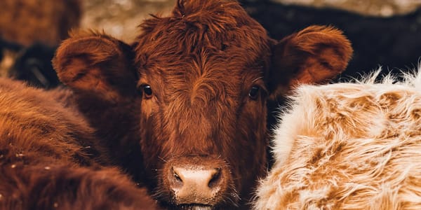 Погранслужба пресекла попытку незаконного перегона 67 голов скота в Баткенской области изображение публикации