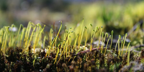 Два предприятия в КР получили льготные кредиты на 2.85 млн сомов по проекту семеноводства изображение публикации