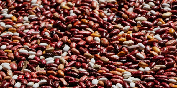 Сбор фасоли в Таласской области, данные урожая и цены, поддержка фермеров через госзакуп.