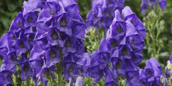 В КР введен временный запрет на сбор и использование ряда растений изображение публикации