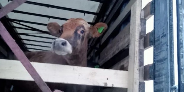 Россельхознадзор на МАПП «Маштаково» задержал 26 голов КРС при попытке вывоза в Кыргызстан.