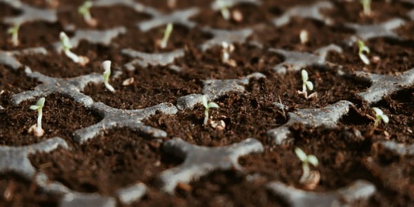 Четыре госучреждения в КР получат $534 тысячи на питомники саженцев изображение публикации