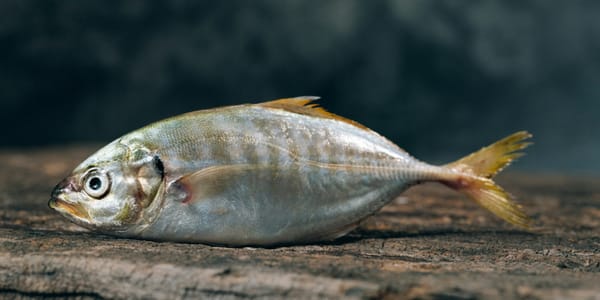 На «Ак-Тилеке» задержан груз рыбы: 6.48 тонны не пустили в Кыргызстан изображение публикации