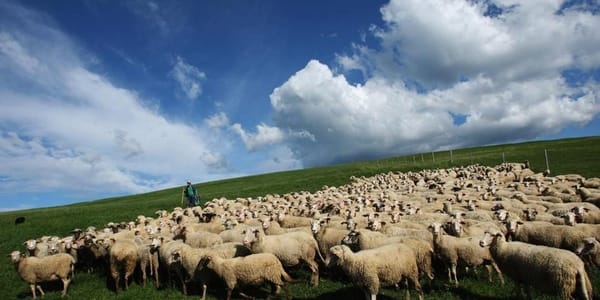 Нарынская область ставит на агропереработку: как новые предприятия изменят регион изображение публикации