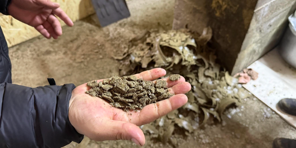 Экономика сафлора: как сокулукское производство решает задачи переработки и животноводства изображение публикации