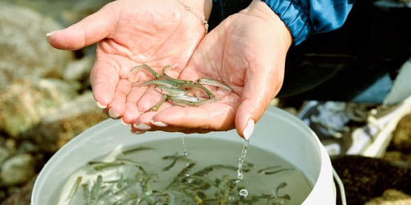 Минсельхоз планирует выпустить в озера Кыргызстана 17.6 млн мальков в 2026 году изображение публикации