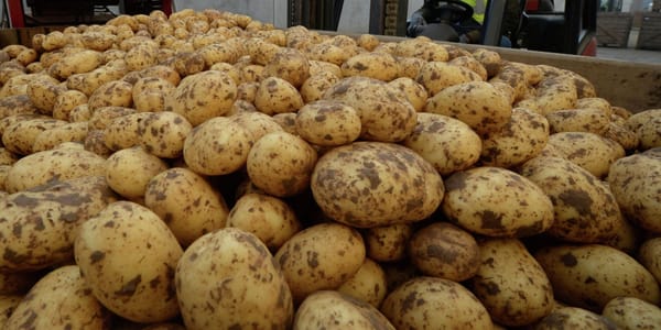 Кыргызстан вернул в Россию 44 тонны картофеля из-за отсутствия документов изображение публикации