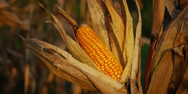 Зерно просело, овощи и кукуруза выросли: как изменился урожай в КР в 2025 году изображение публикации