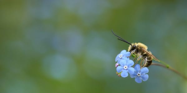 Кыргызские пчелы делают правильный мед: ЕС разрешил экспорт изображение публикации