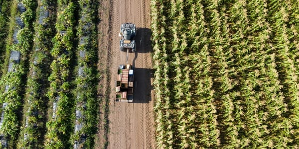 Цифровая торговля, лошади и мед — чем запомнился экспорт сельхозпродукции в 2025 году изображение публикации