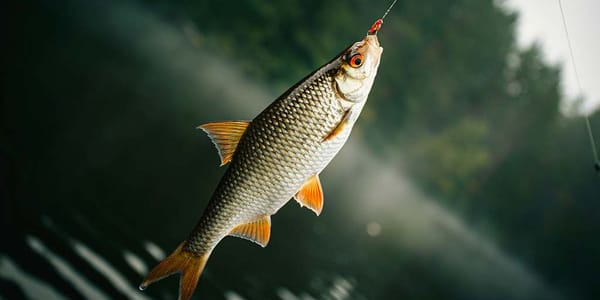 Онлайн-продажа рыболовных билетов принесла бюджету 13.5 млн сомов изображение публикации