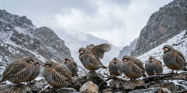 Отлов кекликов в Токтогуле обошелся браконьерам в 48.5 тысячи сомов — Минприроды изображение публикации