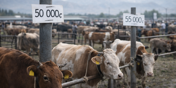 Кабмин трансформировал 8.8 га земель водного фонда под скотный рынок в Узгене изображение публикации