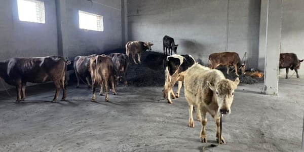 Попытку перегона скота из КР в Таджикистан пресекли в Лейлеке изображение публикации