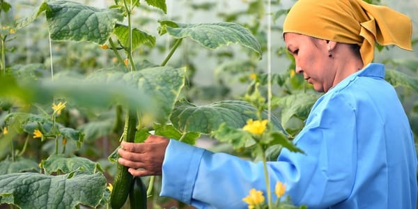 С 15 февраля фермеры Кыргызстана смогут подать заявку на льготный кредит онлайн изображение публикации