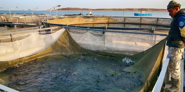 В Токмокском лесничестве создадут восемь новых рыбоводных кооперативов изображение публикации