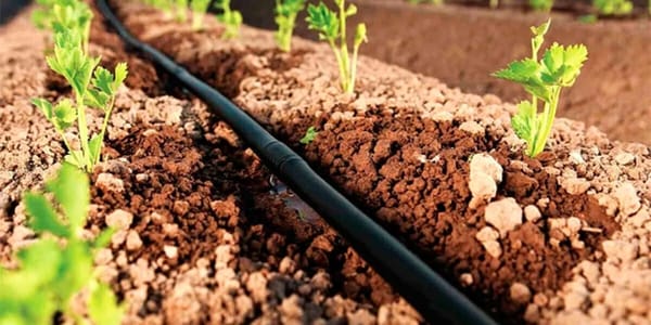 Иссык-Куль планируют перевести на капельное орошение изображение публикации