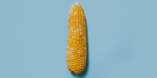 Гибриды кукурузы из КР обходят импортные по белку и маслу — Минсельхоз изображение публикации