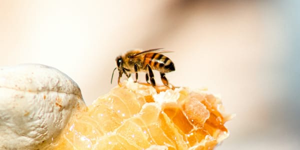 Кыргызстан расширяет аккредитацию ветконтроля изображение публикации