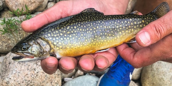 На Иссык-Куле 747 тысяч личинок форели успешно прошли инкубацию изображение публикации