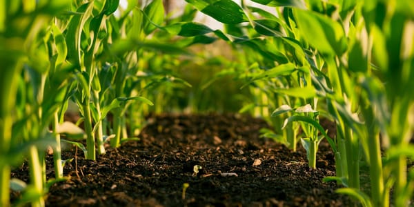 Садыр Жапаров учредил новый праздник — подробности изображение публикации