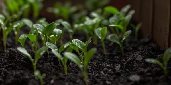 Кыргызстан вернул в Узбекистан почти 29 тысяч саженцев изображение публикации