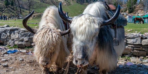 Экономика яков: сколько их в Кыргызстане и для чего они нужны? изображение публикации