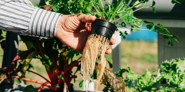 Экономия воды до 90% и урожай круглый год: почему гидропоника набирает популярность в КР изображение публикации