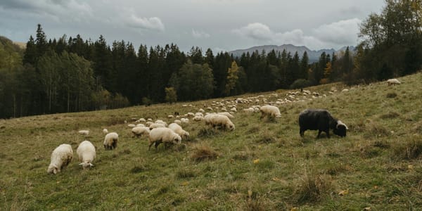 Лошади прибавили, ослы — в минусе: какую скотину чаще держат в КР?