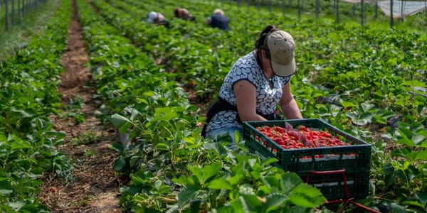 От сельского хозяйства в Британии до семейных виз в Турции: какова география миграции у граждан КР? изображение публикации