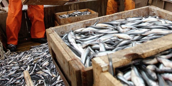 Кыргызстан ратифицировал соглашение ВТО о субсидиях в области рыболовства изображение публикации