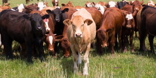 Минсельхоз КР намерен внедрить систему страхования скота во всех регионах республики для защиты фермеров от убытков.